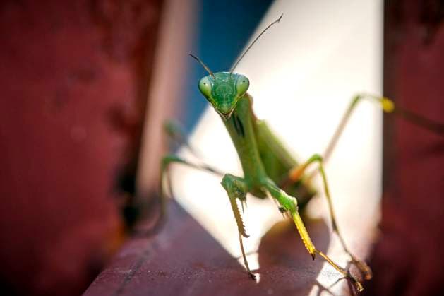 Europäische Gottesanbeterin ( Mantis religiosa ). Europäische Gottesanbeterin ( Mantis religiosa ). 20251003MIC0193