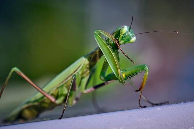 Europäische Gottesanbeterin ( Mantis religiosa ). Europäische Gottesanbeterin ( Mantis religiosa ). 20251003MIC0232