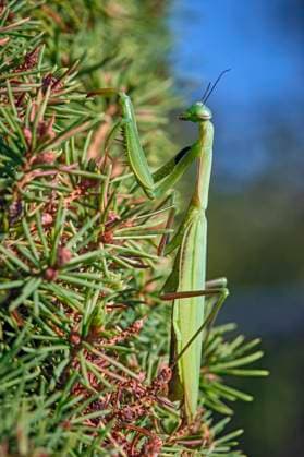 Europäische Gottesanbeterin ( Mantis religiosa ). Europäische Gottesanbeterin ( Mantis religiosa ). 20251003MIC0404