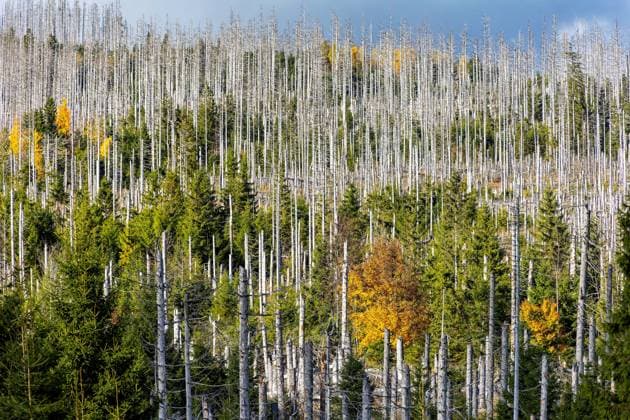 13.10.2025 Blick nahe der Achtermannshöhe bei Braunlage im Landkreis Goslar in Niedersachsen über abgestorbene Fichten hinweg. Verantwortlich dafür waren die von Dürre geprägten Trockenjahre von 2019 bis 2021 und der dadurch begünstigte Borkenkäferbefall, der es den Schädlingen ermöglichte, große Flächen zu befallen. Braunlage Niedersachsen Deutschland