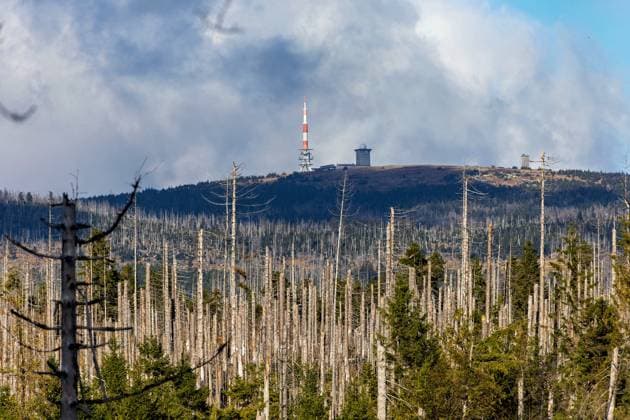 13.10.2025 Blick auf den Brocken im Landkreis Harz von Niedersachsen aus gesehen. Im Vordergrund stehen abgestorbene Fichten. Verantwortlich dafür waren die von Dürre geprägten Trockenjahre von 2019 bis 2021 und der dadurch begünstigte Borkenkäferbefall, der es den Schädlingen ermöglichte, große Flächen zu befallen. Braunlage Niedersachsen Deutschland