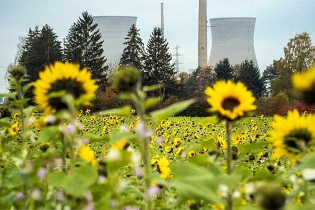 Stillgelegtes Kernkraftwerk Gundremmingen, Kühlturme werden am Samstag gesprengt, Sonnenblumenfeld, Gundremmingen, 20. Oktober 2025 Deutschland, Gundremmingen, 20. Oktober 2025, stillgelegtes Kernkraftwerk Gundremmingen, die je 160 Meter hohen Kühlturme werden am 25. Oktober um 12 Uhr gesprengt, Sonnenblumenfeld, der Rückbau läuft seit 2022, Betreiber war RWE zu 75% und PreussenElektra zu 25%, Atomausstieg, die zwei Siedewasserreaktoren wurden 1984, 1985 in Beetrieb genommen, Stillegung 2017 und 2021, Landkreis Günzburg, Bayern