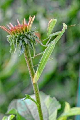 Europaeische Gottesanbeterin, Gottesanbeterin (Mantis religiosa), sitzt im Garten am Bluetenkoepfchen von Purpur-Sonnenhut, Deutschland, Hessen, Kelsterbach European preying mantis (Mantis religiosa), sitting in the garden on the flower head of purple coneflower, Germany, Hesse, Kelsterbach BLWS735612