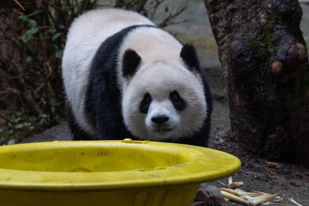CHONGQING, CHINA - OCTOBER 26: Giant panda Yu Ai plays at Chongqing Zoo on October 26, 2025 in Chongqing, China.  Copyright: xVCGx 111599875546