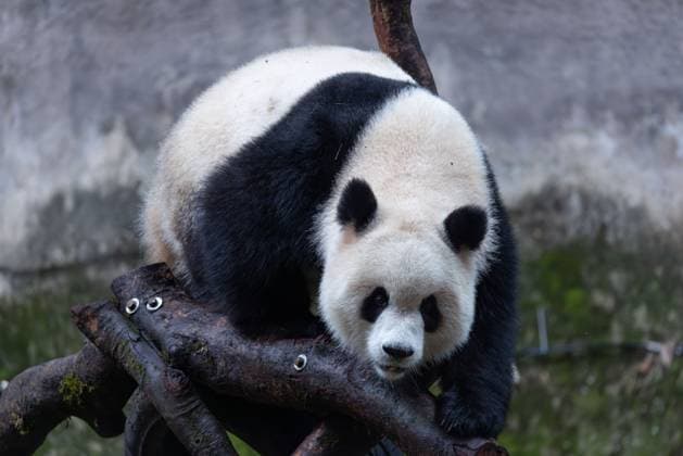CHONGQING, CHINA - OCTOBER 26: Giant panda Yu Ai plays at Chongqing Zoo on October 26, 2025 in Chongqing, China.  Copyright: xVCGx 111599875541