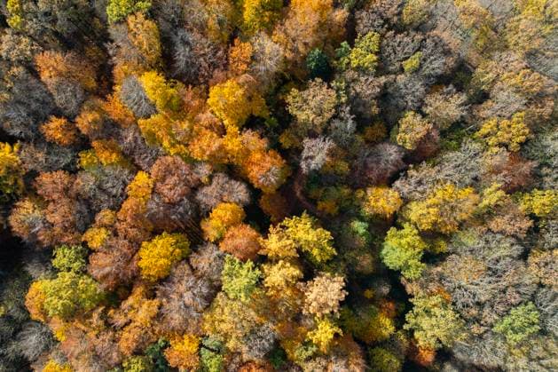 Luftaufnahme. Herbst im Siegerland. Indian Summer. Das bunte Herbstlaub strahlt an den Baeumen (Bäumen) in der Sonne wie hier bei Siegen-Oberschelden am Nachmittag. Herbst im Siegerland am 30.10.2025 in Siegen Deutschland.