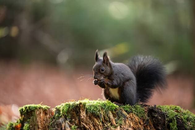 Ein schwarzes Eichhörnchen nagt im Doniswald bei Königsfeld im Schwarzwald an einer Haselnuss. Königsfeld im Schwarzwald Baden-Württemberg Deutschland