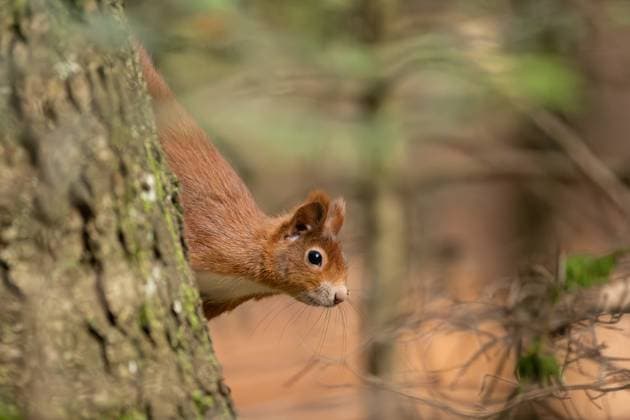 Ein Eichhörnchen hält sich im Doniswald bei Königsfeld im Schwarzwald an einem Baum fest. Königsfeld im Schwarzwald Baden-Württemberg Deutschland