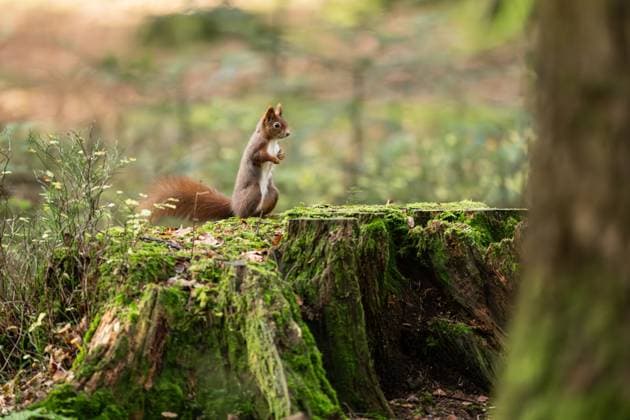 Ein Eichhörnchen sitzt im Doniswald bei Königsfeld im Schwarzwald auf einem Baumstumpf. Königsfeld im Schwarzwald Baden-Württemberg Deutschland