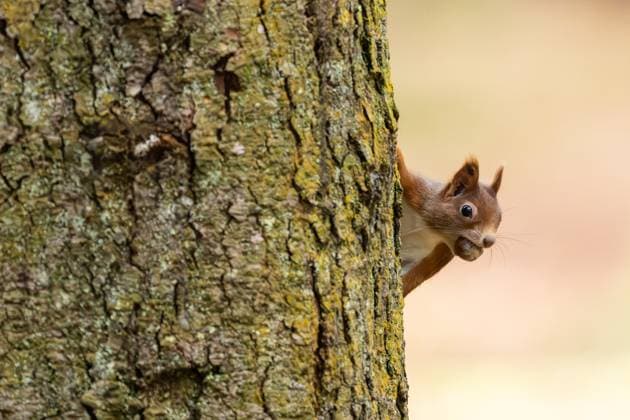 Ein Eichhörnchen hält sich im Doniswald bei Königsfeld im Schwarzwald an einem Baum fest und hat dabei eine Haselnuss im Mund. Königsfeld im Schwarzwald Baden-Württemberg Deutschland
