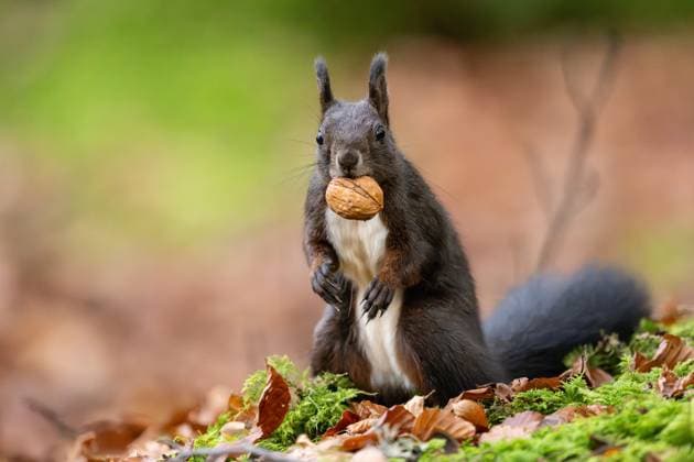 Ein schwarzes Eichhörnchen hält im Doniswald bei Königsfeld im Schwarzwald eine Walnuss im Mund. Königsfeld im Schwarzwald Baden-Württemberg Deutschland
