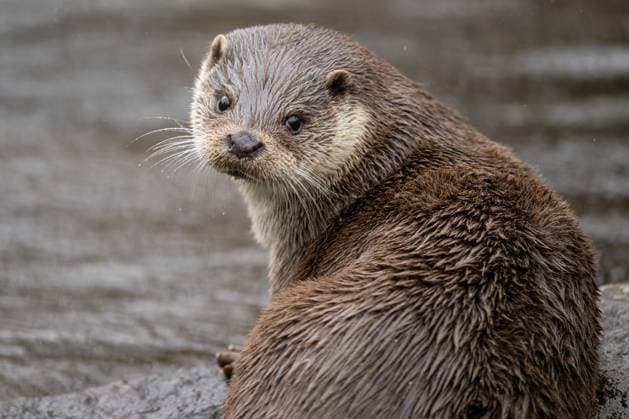 Ein Fischotter sitzt im Wildpark Pforzheim auf einem Stein. Pforzheim Baden-Württemberg Deutschland