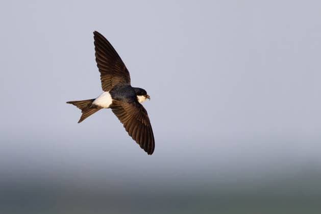 Mehlschwalbe (Delichon urbicum) im Flug, Mecklenburg-Vorpommern, Deutschland Copyright: xThomasxHarbigx BIA174658