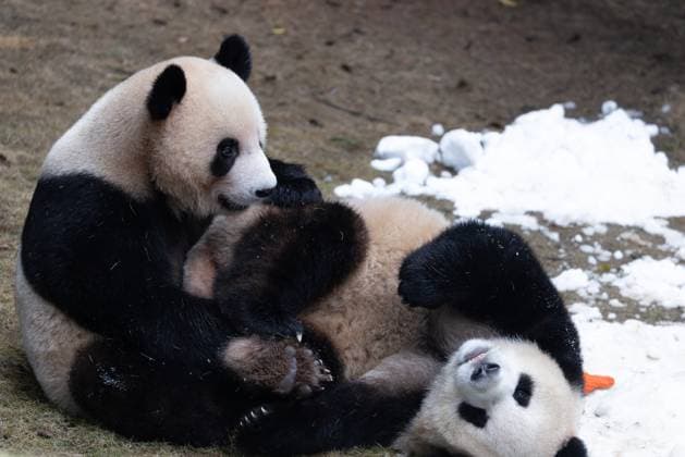 CHONGQING, CHINA - NOVEMBER 15: Giant pandas Xing Xing and Chen Chen play with snow at Chongqing Zoo on November 15, 2025 in Chongqing, China.  Copyright: xVCGx 111604106454