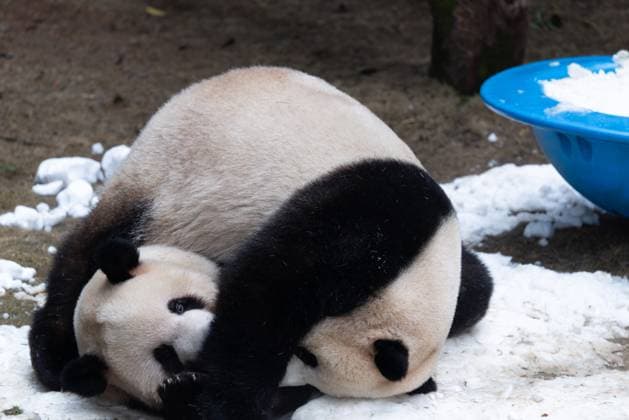 CHONGQING, CHINA - NOVEMBER 15: Giant pandas Xing Xing and Chen Chen play with snow at Chongqing Zoo on November 15, 2025 in Chongqing, China.  Copyright: xVCGx 111604106455