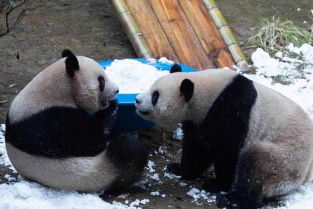 CHONGQING, CHINA - NOVEMBER 15: Giant pandas Xing Xing and Chen Chen play with snow at Chongqing Zoo on November 15, 2025 in Chongqing, China.  Copyright: xVCGx 111604106448