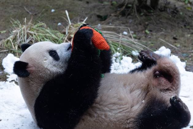 CHONGQING, CHINA - NOVEMBER 15: Giant pandas Xing Xing and Chen Chen play with snow at Chongqing Zoo on November 15, 2025 in Chongqing, China.  Copyright: xVCGx 111604106451