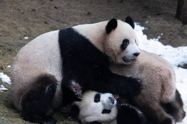 CHONGQING, CHINA - NOVEMBER 15: Giant pandas Xing Xing and Chen Chen play with snow at Chongqing Zoo on November 15, 2025 in Chongqing, China.  Copyright: xVCGx 111604106453