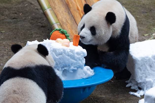 CHONGQING, CHINA - NOVEMBER 15: Giant pandas Xing Xing and Chen Chen play with snow at Chongqing Zoo on November 15, 2025 in Chongqing, China.  Copyright: xVCGx 111604106442