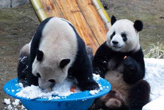 CHONGQING, CHINA - NOVEMBER 15: Giant pandas Xing Xing and Chen Chen play with snow at Chongqing Zoo on November 15, 2025 in Chongqing, China.  Copyright: xVCGx 111604106443