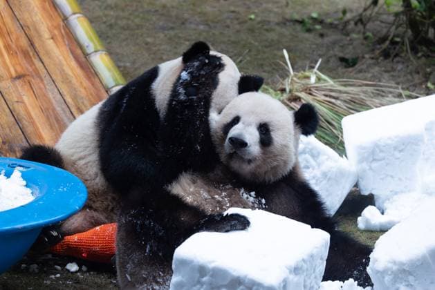 CHONGQING, CHINA - NOVEMBER 15: Giant pandas Xing Xing and Chen Chen play with snow at Chongqing Zoo on November 15, 2025 in Chongqing, China.  Copyright: xVCGx 111604106444