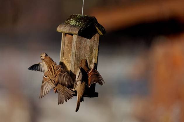 Berlin, Spandau, Haussperling (Passer domesticus)