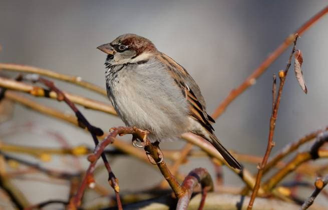 Berlin, Spandau, Haussperling (Passer domesticus)