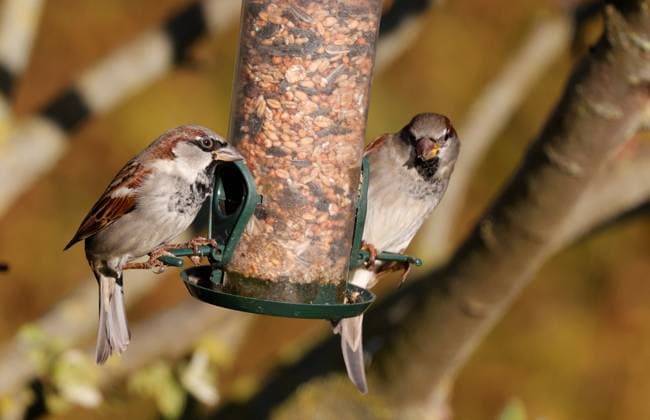 Berlin, Spandau, Haussperling (Passer domesticus)