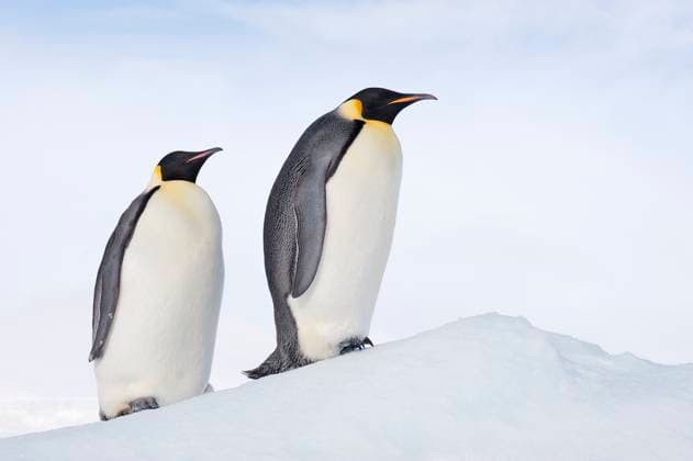 Pair of emperor penguins on snowy slope in Antarctica, RUEF04805