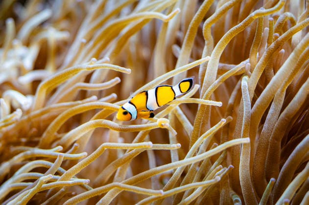 Clownfische im Aquarium Monaco, 20.10.2025: Blick auf einen Clownfisch (Amphiprion ocellaris) im Aquarium des MusÃ e ocÃ anographique de Monaco. Das Tier bewegt sich zwischen den Tentakeln einer Seeanemone.
