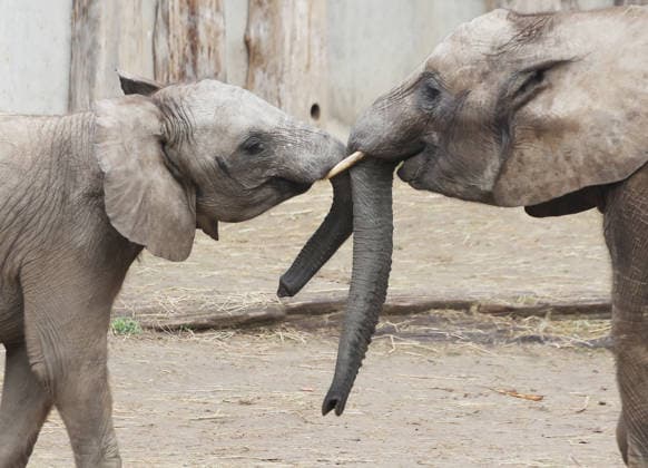 27.11..2025 Sachsen Anhalt Sachsen-Anhalt Halle Saale Bergzoo Halle Zoo Elefanten Elefant Die fünfköpfige Elefantenfamilie aus dem halleschen Bergzoo zieht im neuen Jahr nach Berlin um. Grund sind Umbauarbeiten: Ab 2026 wird die Außenanlage des Elefantenhauses sowie der hintere Zooeingang umfassend umgebaut, wie der Zoologische Garten Halle mitteilte. Doch auch nach der geplanten Fertigstellung im Jahr 2029 werde es für die wachsende Herde zu eng: Besonders der Stallbereich reiche mit nun zwei Zuchtkühen nicht für weiteren Nachwuchs aus. Man verabschiede sich mit einem lachenden und einem weinenden Auge von der Leitkuh Pori, ihrer Tochter Tana und den drei Enkeln Tamika, Elami und Simon, so Dennis Müller, der Zoodirektor.
