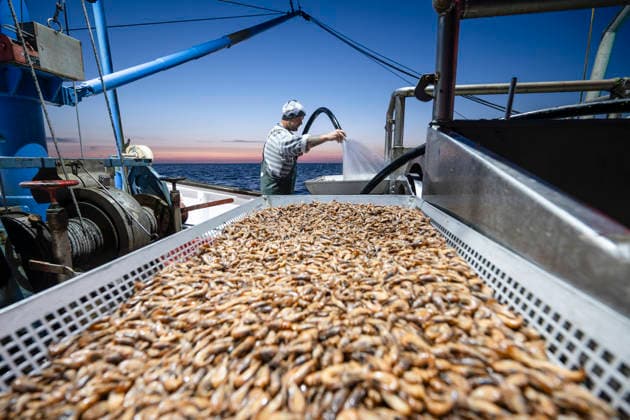 Fischfang Krabbenkutter Nixe II auf Fangfahrt in der Nordsee vor Dorum. Dorum Nordsee, Außenweser Niedersachsen Deutschland