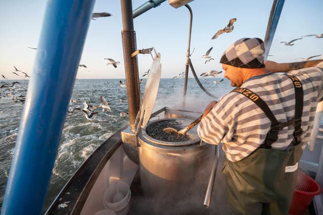 Fischfang Krabbenkutter Nixe II auf Fangfahrt in der Nordsee vor Dorum. Dorum Nordsee, Außenweser Niedersachsen Deutschland