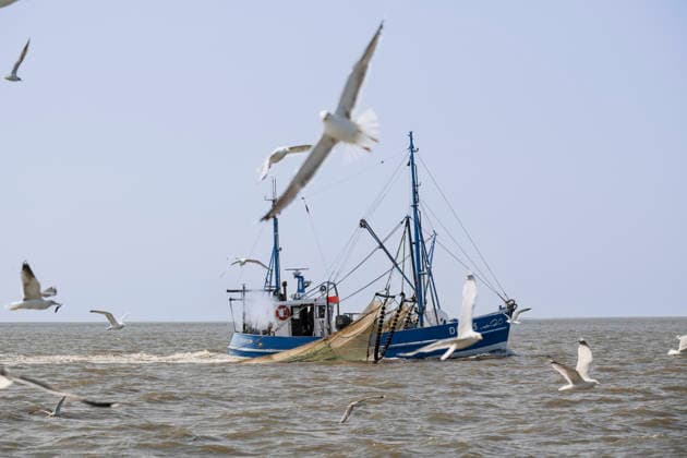 Fischfang Krabbenkutter Nixe II auf Fangfahrt in der Nordsee vor Dorum. Dorum Nordsee, Außenweser Niedersachsen Deutschland
