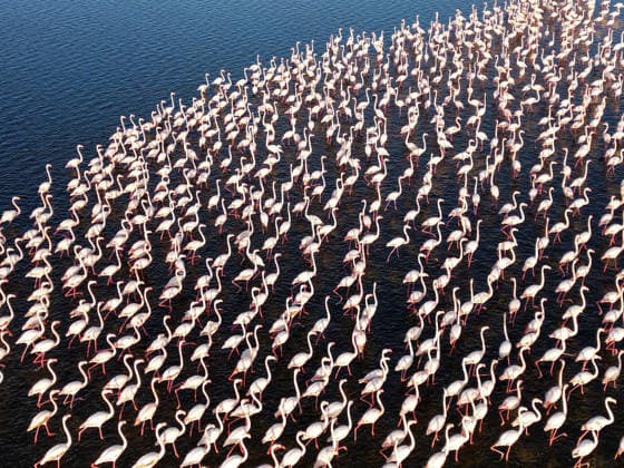Egypt s Qarun Lake hosts migrating flamingos FAIYUM, EGYPT - DECEMBER 06: Flamingos migrating to warmer regions as the weather cools are seen in the Qarun Lake on December 06, 2025 in Faiyum, Egypt. The lake, which is one of the important stopping points for migratory birds, is hosting flamingos this year as it does every year. Fareed Kotb Anadolu Faiyum Egypt. Editorial use only. Please get in touch for any other usage.  Copyright: x2025xAnadoluxFareedxKotbx