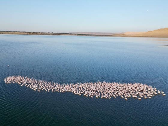 Egypt s Qarun Lake hosts migrating flamingos FAIYUM, EGYPT - DECEMBER 06: Flamingos migrating to warmer regions as the weather cools are seen in the Qarun Lake on December 06, 2025 in Faiyum, Egypt. The lake, which is one of the important stopping points for migratory birds, is hosting flamingos this year as it does every year. Fareed Kotb Anadolu Faiyum Egypt. Editorial use only. Please get in touch for any other usage.  Copyright: x2025xAnadoluxFareedxKotbx