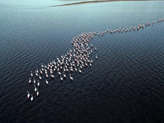 (251206) -- FAYOUM, Dec. 6, 2025 -- An aerial drone photo taken on Dec. 6, 2025 shows flamingos at Qarun Lake in Fayoum province, Egypt. Large numbers of flamingos fly to the lake to overwinter. ) EGYPT-FAYOUM-QARUN LAKE-FLAMINGOS AhmedxGomaa 