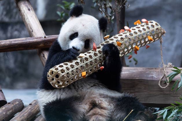 China Chongqing Zoo Giant Panda Giant panda Yu Ai eating fruits in Chongqing Zoo, China on December 13, 2025. Chongqing Chongqing China  Copyright: xCFOTOx i1765655708428