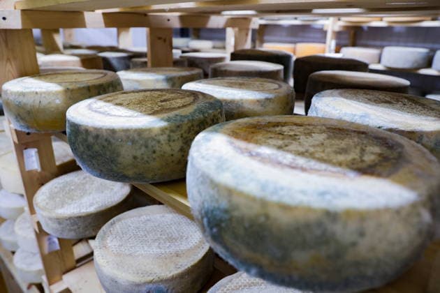 RUSSIA, NOVOSIBIRSK - DECEMBER 17, 2025: Wheels of cheese sit on a shelf in a storage room at the LaBrie artisan cheese dairy Novosibirsk Russia  - ZUMAt113 20251217_zaa_t113_042 Copyright: xKirillxKukhmarx