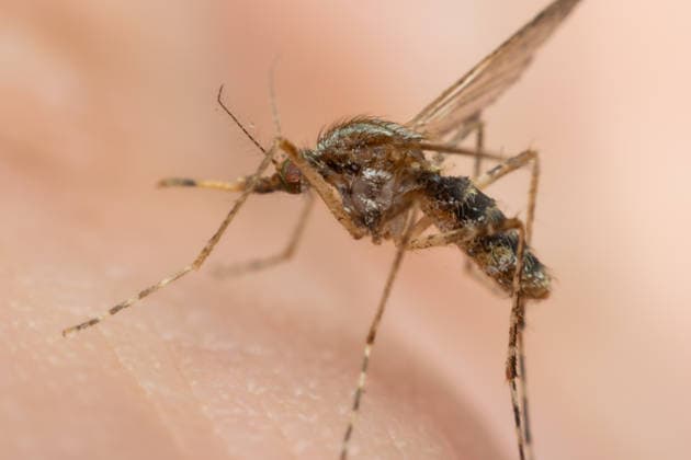 Macro of mosquito (Aedes aegypti) sucking blood Macro of mosquito (Aedes aegypti) sucking blood close up on the human skin. Mosquito is carrier of Malaria, Encephalitis, Dengue and Zika virus, 96417324.jpg RECORD DATE NOT STATED