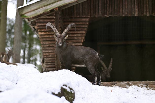 Alpensteinbock im Schnee vor einer Schutzhütte im Wildpark Schwarze Berge bei Hamburg I 10.01.2026 Alpensteinbock im Schnee vor einer Schutzhütte im Wildpark Schwarze Berge bei Hamburg Hamburg Hamburg Hamburg Deutschland Copyright: xLobeca FelixxSchlikisx