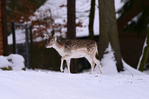 Damwild im verschneiten Wald im Wildpark Schwarze Berge bei Hamburg I 10.01.2026 Damwild im verschneiten Wald im Wildpark Schwarze Berge bei Hamburg Hamburg Hamburg Hamburg Deutschland Copyright: xLobeca FelixxSchlikisx