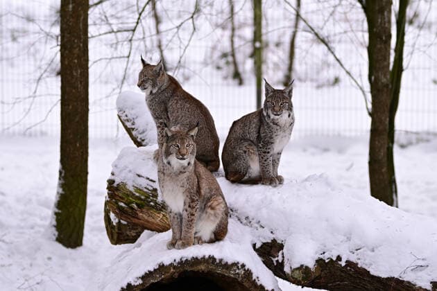 Luchse im Schnee im Wildpark Schwarze Berge bei Hamburg I 10.01.2026 Luchse im Schnee im Wildpark Schwarze Berge bei Hamburg Hamburg Hamburg Hamburg Deutschland Copyright: xLobeca FelixxSchlikisx