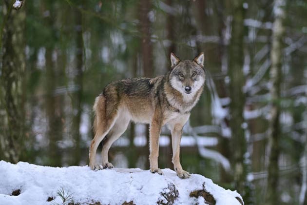 Winterlicher Besuch im Wildpark Schwarze Berge bei Hamburg, Wolf im Winter auf einem Holzhaufen im Wildpark Schwarze Berge bei Hamburg I 10.01.2026 Winterlicher Besuch im Wildpark Schwarze Berge bei Hamburg, Wolf im Winter auf einem Holzhaufen im Wildpark Schwarze Berge bei Hamburg Hamburg Hamburg Hamburg Deutschland Copyright: xLobeca FelixxSchlikisx
