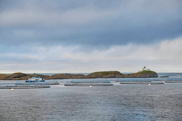 Wirtschaft, Fischerei, Aquazucht von Lachs und Meeresfrüchten vor der Küste in Norwegen Nordmeer