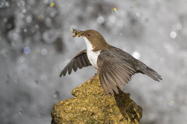 Wasseramsel (Cinclus cinclus), steht auf einem Tuffstein vor einem Wasserfall mit Insekten im Schnabel, Biosphärengebiet, Schwäbische Alb, Baden-Württemberg, Deutschland White-throated White-throated Dipper (Cinclus cinclus), standing on a tufa in front of a waterfall with insects in its beak, biosphere reserve, Swabian Alb, Baden-Württemberg, Germany Copyright: imageBROKER BerndxZoller ibxbzo16331455.jpg