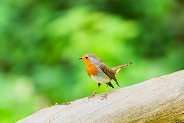 Rotkehlchen, Rot-Kehlchen (Erithacus rubecula), sitzt auf einem Zweig, Deutschland, Bayern European robin (Erithacus rubecula), sitting on a branch, Germany, Bavaria BLWS742102