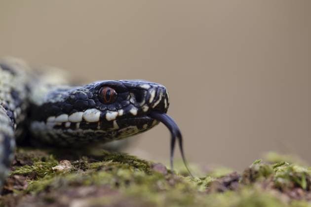 Gewöhnliche europäische Kreuzotter oder Vipernatter (Vipera berus), erwachsenes Reptil auf einem moosbewachsenen Baumstumpf im Frühjahr, England, Großbritannien Common european adder or viper snake (Vipera berus) adult reptile on a moss covered tree stump in spring, England, United Kingdom Copyright: imageBROKER KevinxSawford ibxksa16624220.jpg
