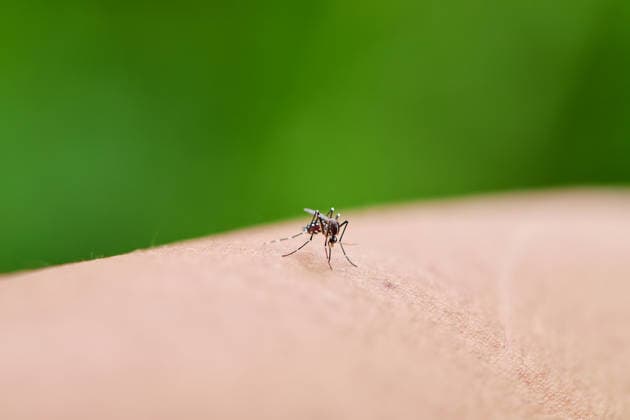Close-up view of Mosquito Biting Human Skin Phiman, Satun, Thailand R_GXKV260222E4-1972088-01