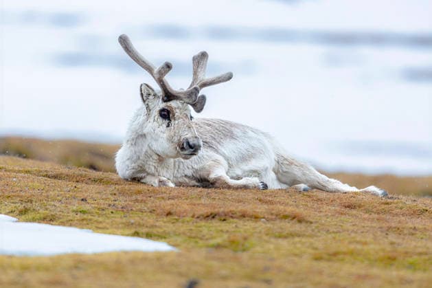 Spitzbergen-Ren, Spitzbergenren, Spitzbergenrentier, Spitzbergen-Rentier (Rangifer tarandus platyrhynchus ), ruht sich aus, Norwegen, Spitzbergen, Longyearbyen Svalbard reindeer (Rangifer tarandus platyrhynchus ), resting, Norway, Svalbard, Longyearbyen BLWS739832